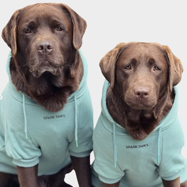 Essential Dog Hoodie - Teal Online Sale - Image 3