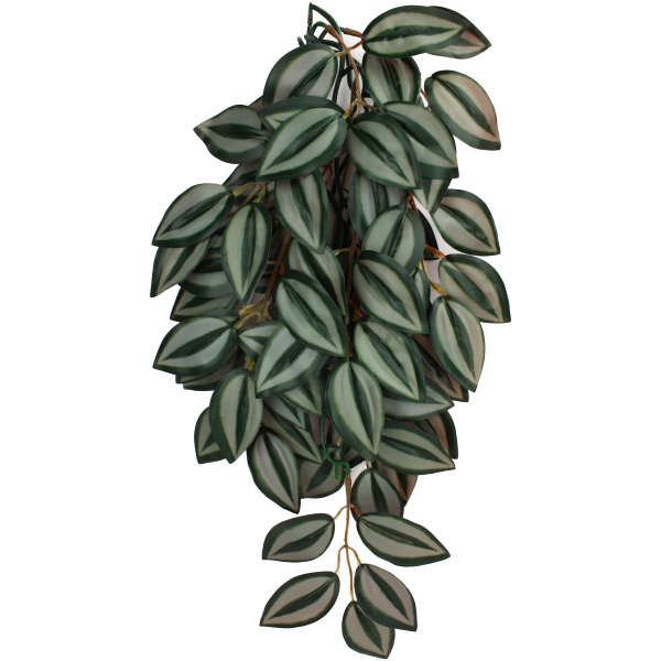 Komodo Zebrina Climbing Plant Hot on Sale